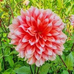Büyük İri Çiçekli Holland Fest. Dahlia Yumrusu (1 adet)