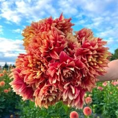 Büyük İri Çiçekli Dazzling Magic Dahlia Yumrusu (1 adet)