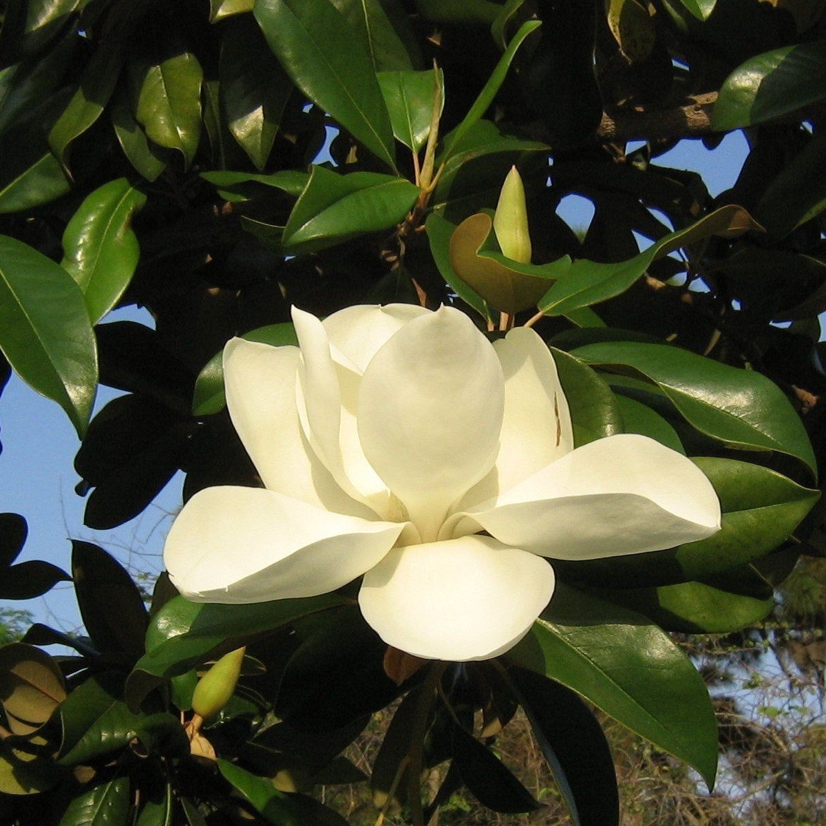 Tüplü Herdem Yeşil Manolya (Magnolia grandiflora) Fidanı (5 Adet)