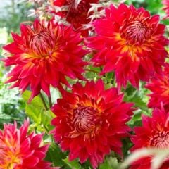 Büyük İri Çiçekli Manhattan Island Dahlia Yumrusu (1 adet)