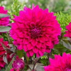 Büyük İri Çiçekli Engelhardt's Matador Dahlia Yumrusu (1 adet)