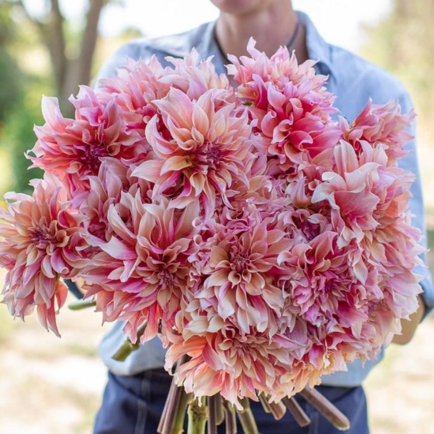 Büyük İri Çiçekli Labyrinth Dahlia Yumrusu (1 adet)