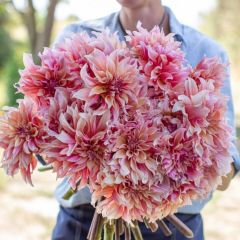 Büyük İri Çiçekli Labyrinth Dahlia Yumrusu (1 adet)