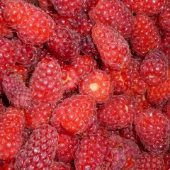 Tüplü Özel Üretim Nadir Bulunan Loganberry Fidanı