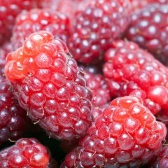 Tüplü Özel Üretim Nadir Bulunan Loganberry Fidanı