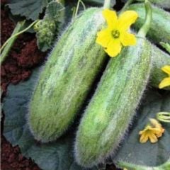 Geleneksel Turşuluk Sofralık Karadibek Acur Tohumu (20 Tohum)