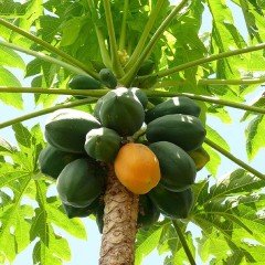 Tüplü Papaya (Ağaç Kavunu) Fidanı (40-70) cm)