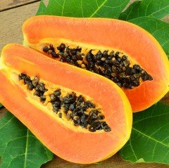 Tüplü Papaya (Ağaç Kavunu) Fidanı (40-70) cm)