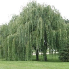 Tüplü Salkım Söğüt Ağacı Fidesi (50 Adet)