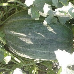 Tropikal Kavun Fidesi 5 adet