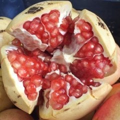 Tüplü Çok İri Meyveli Silifke Keben Narı Fidanı