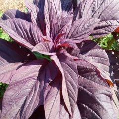 Doğal Kırmızı Amarant Tohumu (500 gram)