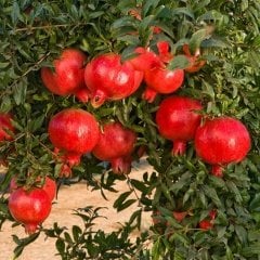 Tüplü Wonderful Nar Fidanı Sınırlı Sayıda
