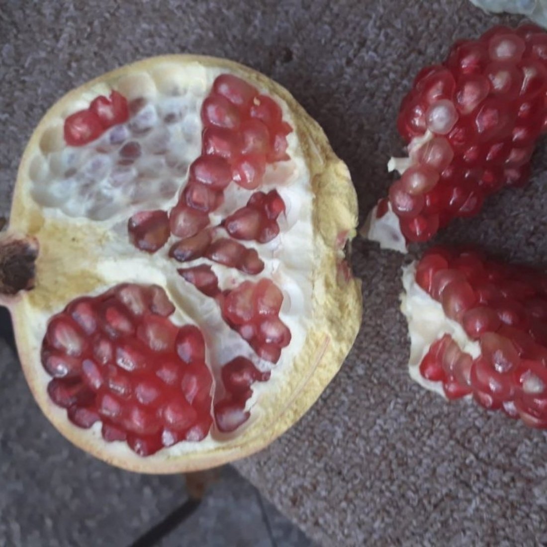 Tüplü İri Meyveli Katırbaşı Nar Fidanı