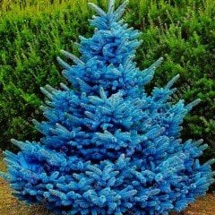 Tüplü Aşılı Hopsi Mavi Ladin Fidanı 2 Adet (40-60cm)