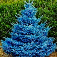 Tüplü Mavi Ladin (Picea Pungens Glavca) Fidanı (170-180cm)