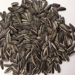 Siyah Çerezlik Çitlemelik Ayçiçeği Çekirdek Tohumu (2,5 KG)