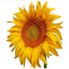 İnegöl Çerezlik Beyaz Ayçekirdeği Tohumu (1 Kg)