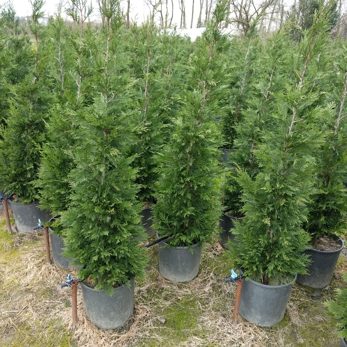 Tüplü Leylandi (Cupressocyparis) Fidanı (80-110cm) (10 Adet)