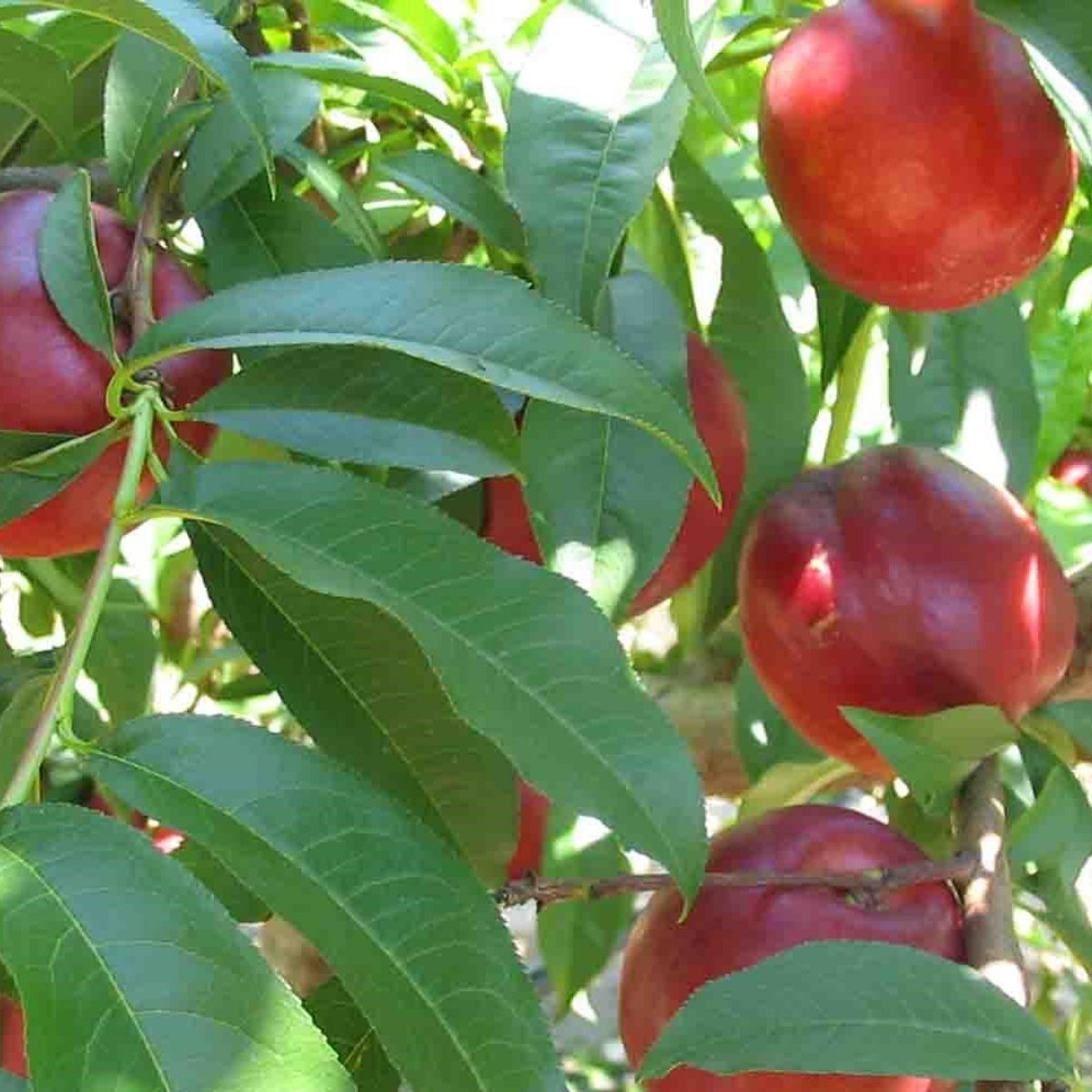 Tüplü Aşılı Verimli Geçci Morsianna Nektarin Fidanı