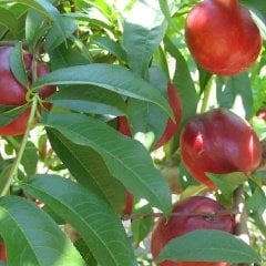 Tüplü Aşılı Verimli Geçci Morsianna Nektarin Fidanı