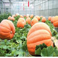 Geleneksel Doğal Dev Big Max Balkabağı Tohumu (5 Tohum)