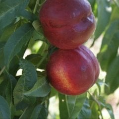 Tüplü Aşılı Bol Verimli Geçci Sweet Lady Nektarin Fidanı