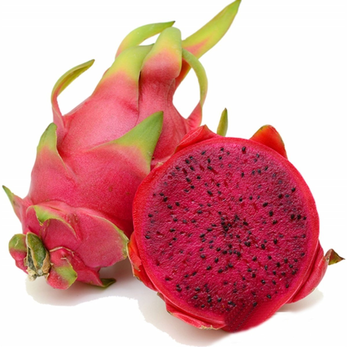 Tüplü Kırmızı Pitaya Ejder Meyvesi Fidanı