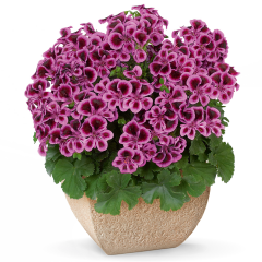 PAC® Angeleyes Blueberry Sardunya Canan Çiçeği Fidesi (2 adet)