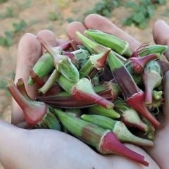 Doğal Anadolu Ege Kınalı Bamya Tohumu (50 Tohum)