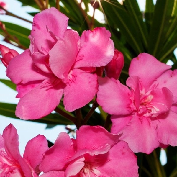 Tüplü Katmerli Pembe Çiçekli Zakkum Fidanı (150-200) (4 Yaş)