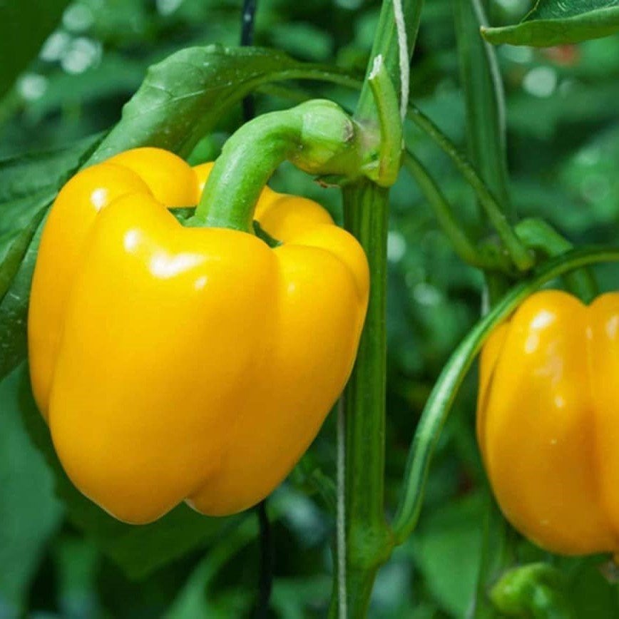 Alabama Yellow Bell Pepper Dolmalık Biber Fidesi (5 adet)