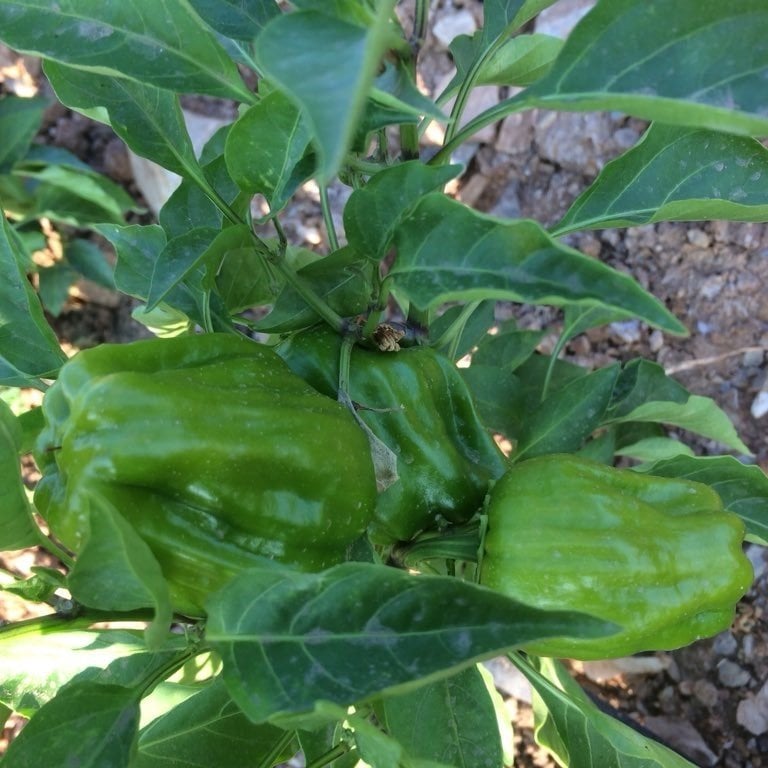 Acı Anadolu Antep Dolma Biberi Fidesi (5 adet)
