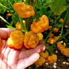 Doğal Ksps Khangstar Çok Acı Biber Tohumu (10 Tohum)