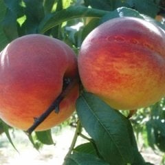Tüplü Aşılı İri Bol Verimli Geçci Hale Şeftali Fidanı