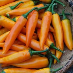 Doğal Bulgarian Carrot Hot Chili Biber Tohumu (10 Tohum)