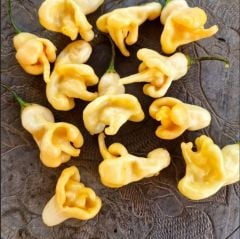 Doğal Aji Confision Biber Tohumu (10 Tohum)