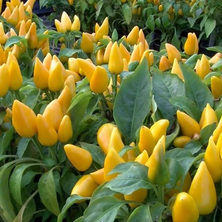 Doğal Angels Yellow Turşuluk Sarı Acı Biber Tohumu (10 Tohum)