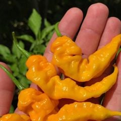 Doğal Çok Acı Yellow İcicle Acı Biber Tohumu (15 Tohum)