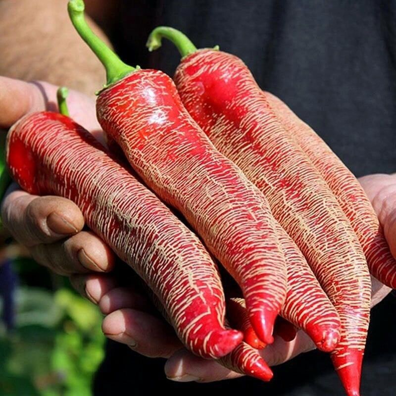 Doğal Çok Acı Arnavut Biber Tohumu (15 Tohum)