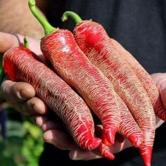 Doğal Çok Acı Arnavut Biber Tohumu (15 Tohum)