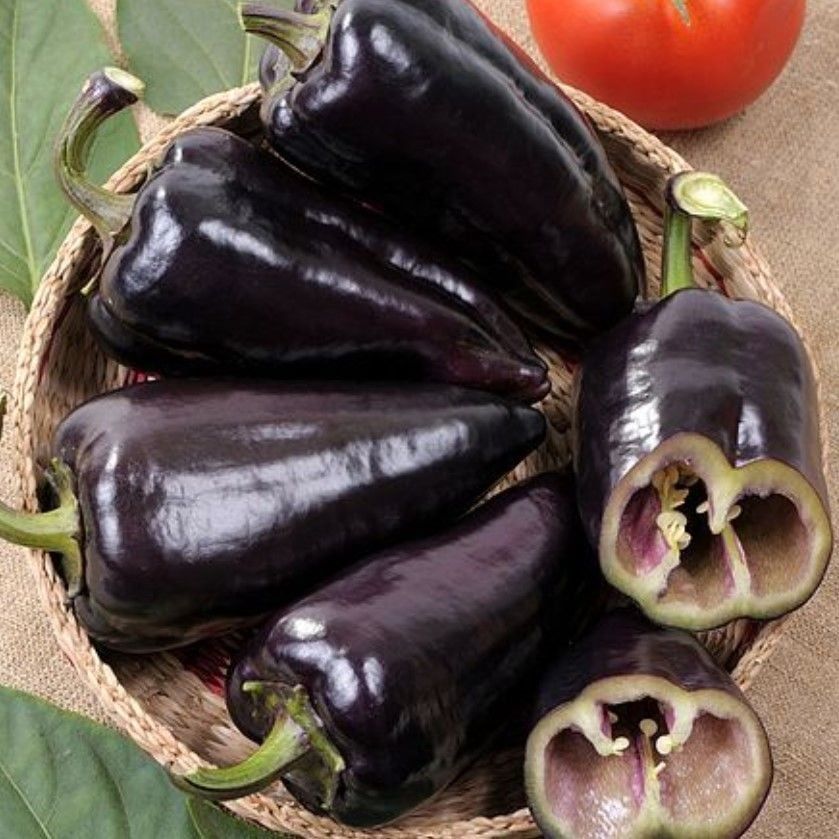 Doğal Black Knight Siyah Kapya Tatlı Biber Tohumu (15 Tohum)