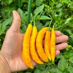 Nadir Ata Tohumu Çok Acı Aji Guyana Chili Biber Tohumu (10 Tohum)