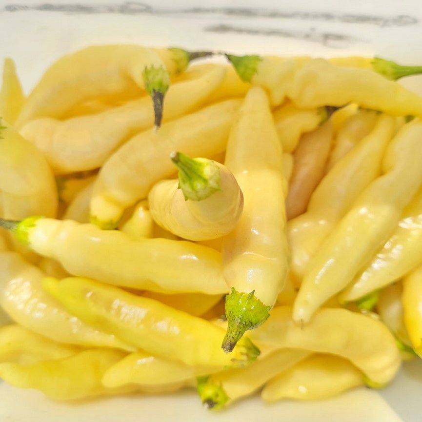 Nadir Ata Tohumu Blondie Çok Acı Biber Tohumu (10 Tohum)