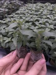 XXL Çiçekli Marbeller Magenta Purple Rain Küpe Çiçeği Fidesi (2 adet)