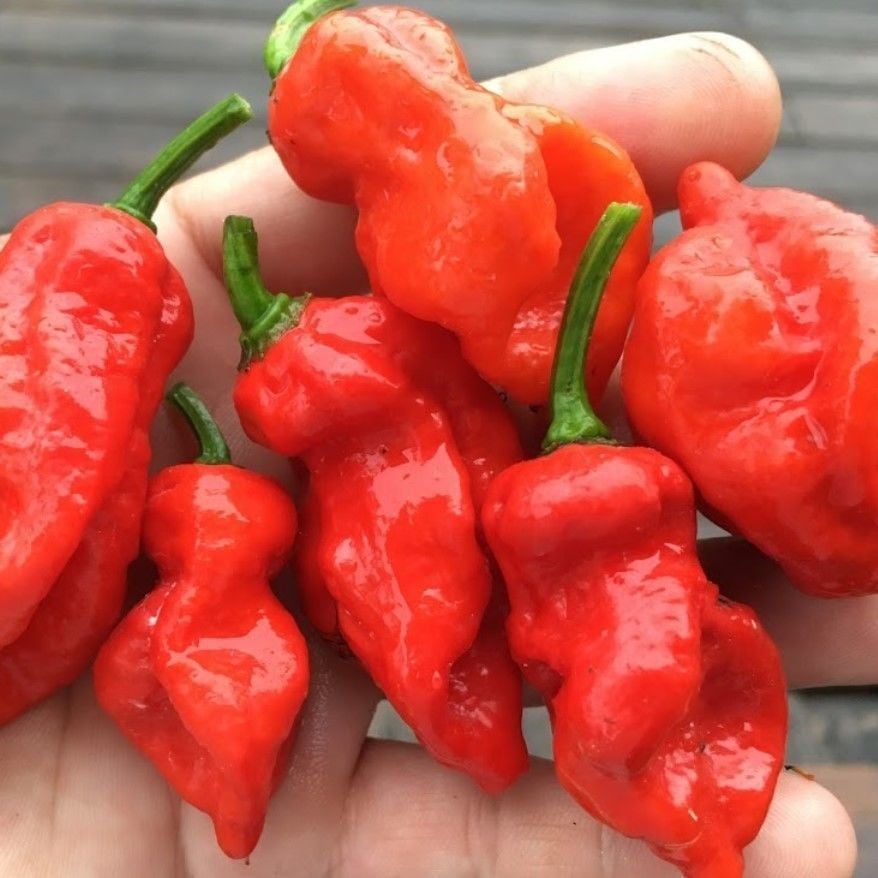 Nadir Ata Tohumu Çok Acı Primo x İd Biber Tohumu (10 Tohum)