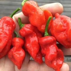 Nadir Ata Tohumu Çok Acı Primo x İd Biber Tohumu (10 Tohum)