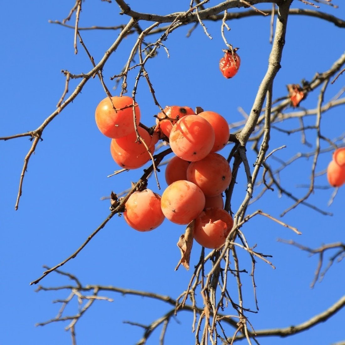 Tüplü Arek Fufal Doğal Yabani Hurma Ağacı Fidanı