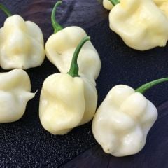 Nadir Ata Tohumu 7 Pot White Acı Biber Tohumu (10 Tohum)