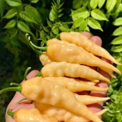 Nadir Ata Tohumu Geleneksel Jpgs Long Pheno Acı Biber  Tohumu (10 Tohum)